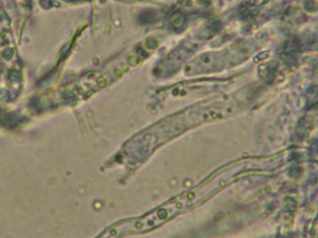 Cylindrobasidium laeve o evolvens ??(Cylindrobasidium laeve)